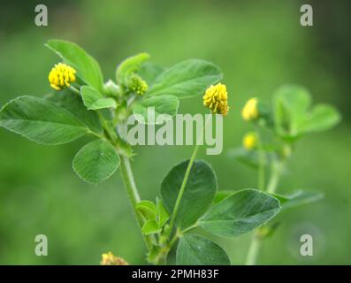 Auf der Wiese in der wilden Blüte Alfalfa Hop (Medicago lupulina) Stockfoto