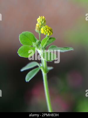 Auf der Wiese in der wilden Blüte Alfalfa Hop (Medicago lupulina) Stockfoto