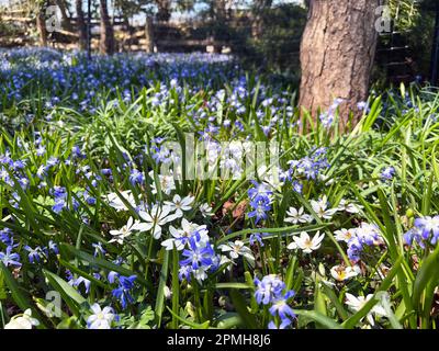 Wildblumen im Frühling in einem Waldgarten an der Niagara Parks School of Horticulture, Niagara Falls, Ontario. Stockfoto