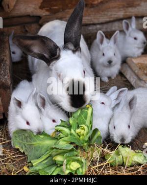 Weibliches Kaninchen der kalifornischen Rasse und seine Brut Stockfoto