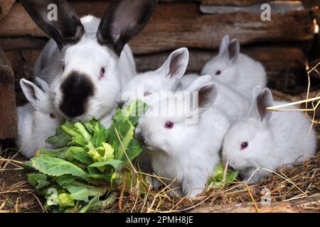 Weibliches Kaninchen der kalifornischen Rasse und seine Brut Stockfoto