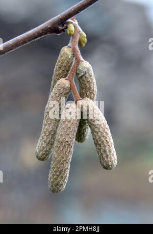 Gemeine Hasel (Corylus avellana) im Frühling blüht im Wald Stockfoto