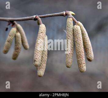 Gemeine Hasel (Corylus avellana) im Frühling blüht im Wald Stockfoto
