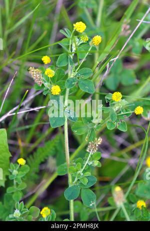 Auf der Wiese in der wilden Blüte Alfalfa Hop (Medicago lupulina) Stockfoto