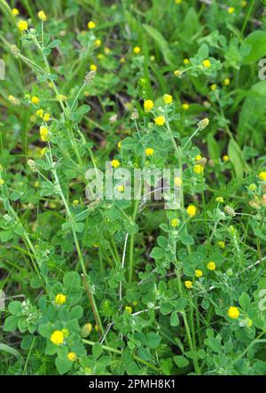 Auf der Wiese in der wilden Blüte Alfalfa Hop (Medicago lupulina) Stockfoto