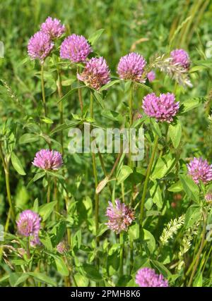 Klee (Trifolium pratense) wächst auf der Wiese zwischen Wildgräsern Stockfoto