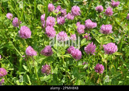 Klee (Trifolium pratense) wächst auf der Wiese zwischen Wildgräsern Stockfoto