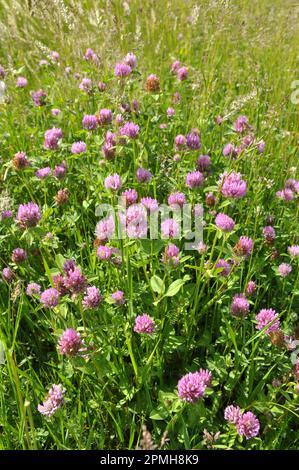 Klee (Trifolium pratense) wächst auf der Wiese zwischen Wildgräsern Stockfoto