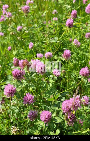 Klee (Trifolium pratense) wächst auf der Wiese zwischen Wildgräsern Stockfoto