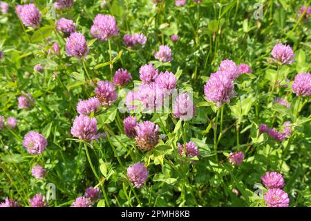 Klee (Trifolium pratense) wächst auf der Wiese zwischen Wildgräsern Stockfoto