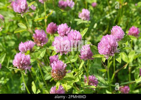 Klee (Trifolium pratense) wächst auf der Wiese zwischen Wildgräsern Stockfoto