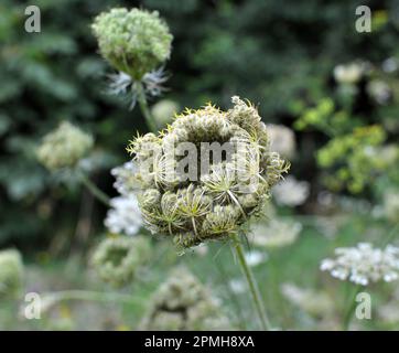 Im Sommer wachsen wilde Karotten (Daucus carota) in der Natur Stockfoto