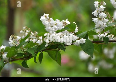 im Frühsommer blüht deutzia in der Natur Stockfoto