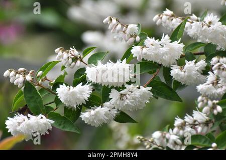 im Frühsommer blüht deutzia in der Natur Stockfoto