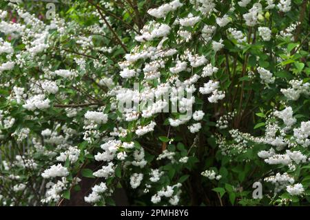 im Frühsommer blüht deutzia in der Natur Stockfoto