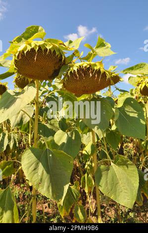 Im Spätsommer reift die Sonnenblume auf dem Bauernhof Stockfoto