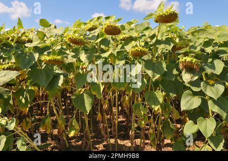 Im Spätsommer reift die Sonnenblume auf dem Bauernhof Stockfoto
