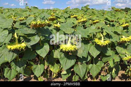 Im Spätsommer reift die Sonnenblume auf dem Bauernhof Stockfoto