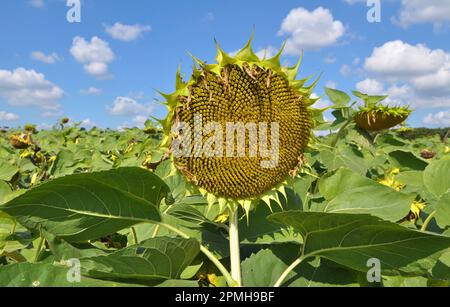 Im Spätsommer reift die Sonnenblume auf dem Bauernhof Stockfoto