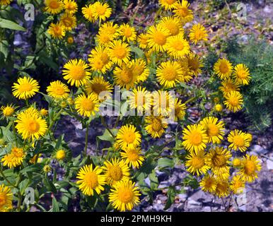 Im Sommer blüht die wilde Heilpflanze Inula in der Wildnis Stockfoto