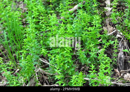 Die wilde Pflanze Cruciata glabra wächst im Frühling im Wald Stockfoto