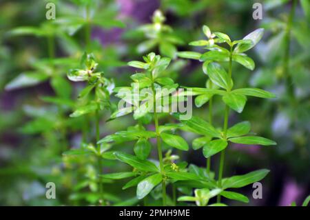 Die wilde Pflanze Cruciata glabra wächst im Frühling im Wald Stockfoto