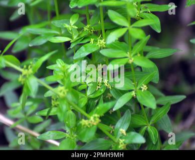 Die wilde Pflanze Cruciata glabra wächst im Frühling im Wald Stockfoto