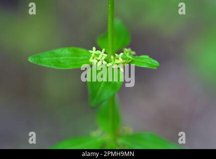 Die wilde Pflanze Cruciata glabra wächst im Frühling im Wald Stockfoto