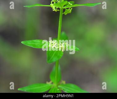 Die wilde Pflanze Cruciata glabra wächst im Frühling im Wald Stockfoto