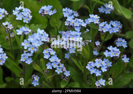 Auf der Wiese in den wilden Grasblüten vergessen-mich-nicht (Myosotis) Stockfoto