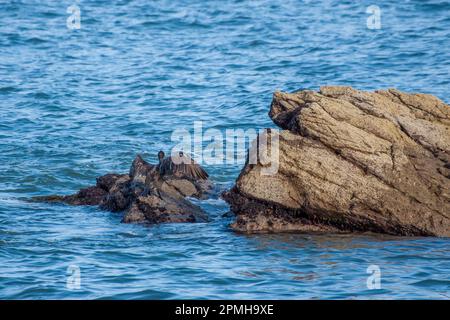 Kormoran steht auf einem Felsen im Meer und trocknet seine Flügel Stockfoto