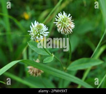 In freier Wildbahn wächst Berglein (Trifolium montanum) unter den Gräsern Stockfoto