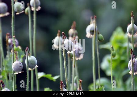 In einem vernachlässigten Bereich des Gartens unreife Mohnköpfe, aus denen Süchtige Opium extrahierten Stockfoto