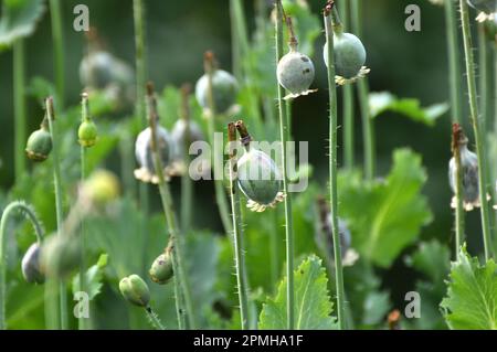 In einem vernachlässigten Bereich des Gartens unreife Mohnköpfe, aus denen Süchtige Opium extrahierten Stockfoto