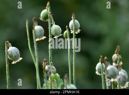 In einem vernachlässigten Bereich des Gartens unreife Mohnköpfe, aus denen Süchtige Opium extrahierten Stockfoto