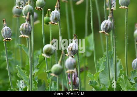 In einem vernachlässigten Bereich des Gartens unreife Mohnköpfe, aus denen Süchtige Opium extrahierten Stockfoto