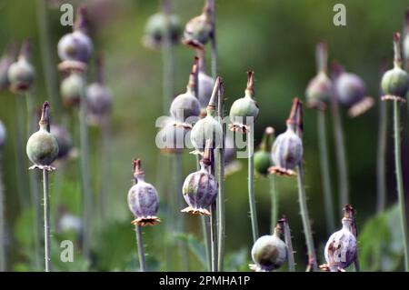 In einem vernachlässigten Bereich des Gartens unreife Mohnköpfe, aus denen Süchtige Opium extrahierten Stockfoto