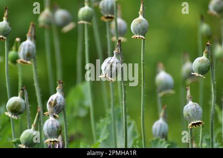 In einem vernachlässigten Bereich des Gartens unreife Mohnköpfe, aus denen Süchtige Opium extrahierten Stockfoto