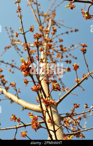 Im Frühling blüht der Ahorn (Acer negundo) in der Natur Stockfoto