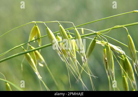 Wilder Hafer wie Unkraut, das auf einem Feld wächst (Avena fatua, Avena ludoviciana) Stockfoto