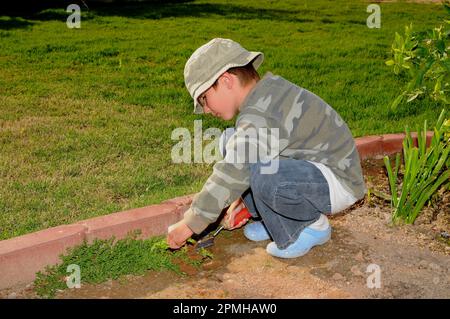 Ein Junge, der Unkraut in einem Garten zieht Stockfoto