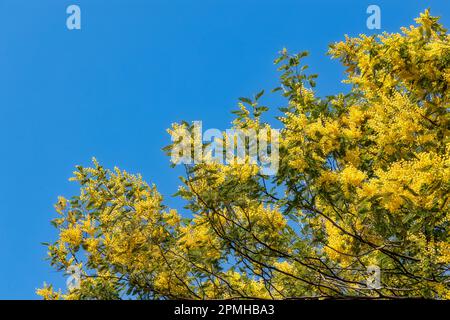 Büsche der wilden Akazien dealbata (Mimosa) am Ufer des Lago Maggiore im März Stockfoto