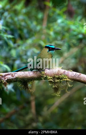 Andenmot (Momotus aequatorialis), Manu-Nationalpark, Peruanischer Amazonas-Cloud-Wald, Peru, Südamerika Stockfoto