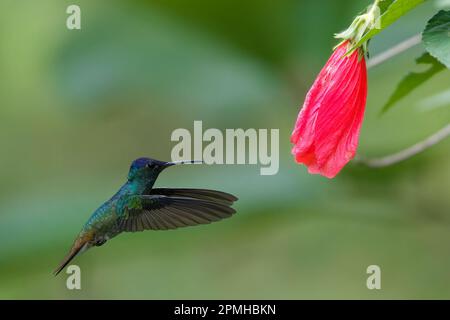 Goldschwanzsapphire (Chrysuronia oenone) Kolibri im Flug, Manu-Nationalpark, peruanischer Amazonaswolkenwald, Peru, Südamerika Stockfoto