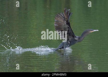 Neotropischer Kormorant (Phalacrocorax brasilianus) startet vom Wasser, Manu-Nationalpark, peruanischer Amazonas, Peru, Südamerika Stockfoto