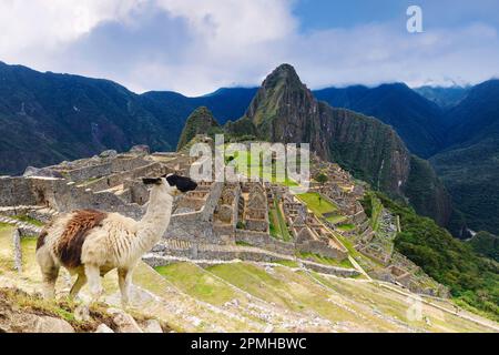 Machu Picchu, mit Lama vor der zerstörten Stadt der Inkas mit Mount Huayana Picchu, Anden Cordillera, Provinz Urubamba, Cusco, Peru Stockfoto