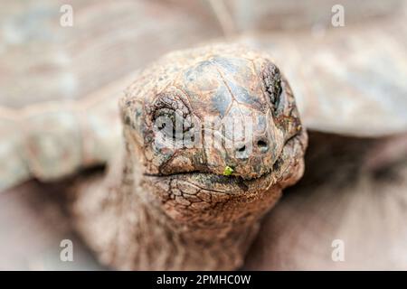 Leiter einer Riesenschildkröte, Gefängnisinsel, Sansibar, Tansania, Ostafrika, Afrika Stockfoto