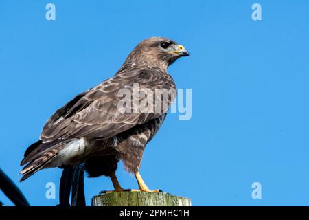 Ein Bussard, der auf einer Stange steht, mit einem hellen, sonnigen Himmel dahinter Stockfoto