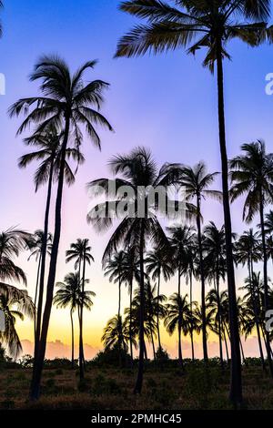 Silhouetten von Palmen unter dem romantischen Himmel bei Sonnenaufgang, Sansibar, Tansania, Ostafrika, Afrika Stockfoto