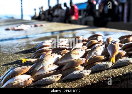 Frischer Fisch zum Verkauf, Mkokotoni, Sansibar, Tansania, Ostafrika, Afrika Stockfoto
